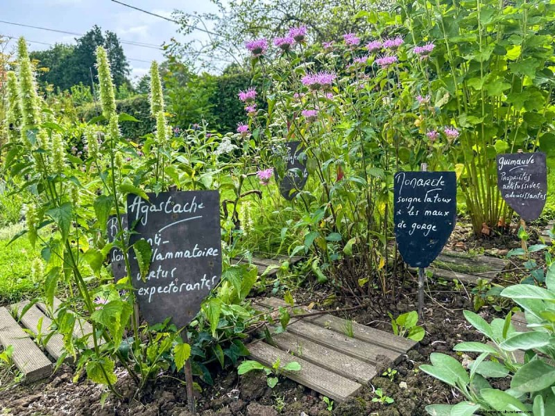 植物の互換性:庭での衝突を回避し、成長を促進 