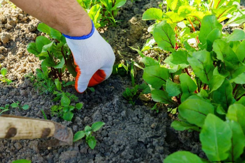 植物の互換性:庭での衝突を回避し、成長を促進 