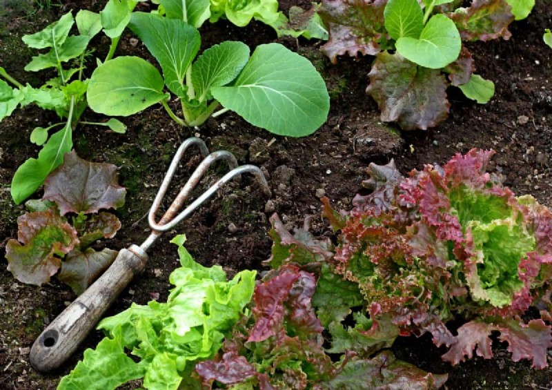 植物の互換性:庭での衝突を回避し、成長を促進 