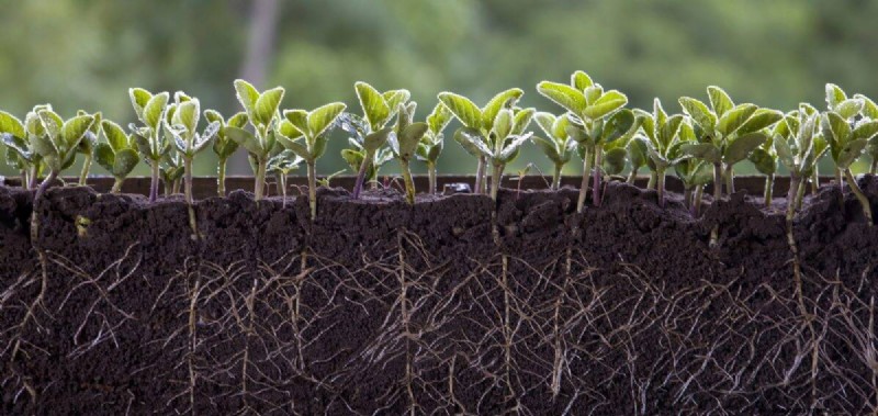 植物の互換性:庭での衝突を回避し、成長を促進 