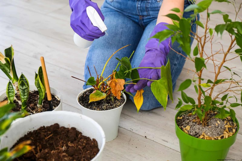Bladkleuren decoderen:stresssignalen van planten begrijpen 
