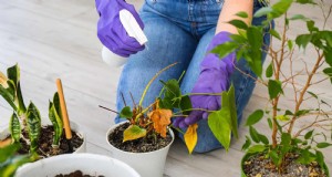 Decodificando as cores das folhas:entendendo os sinais de estresse das plantas 