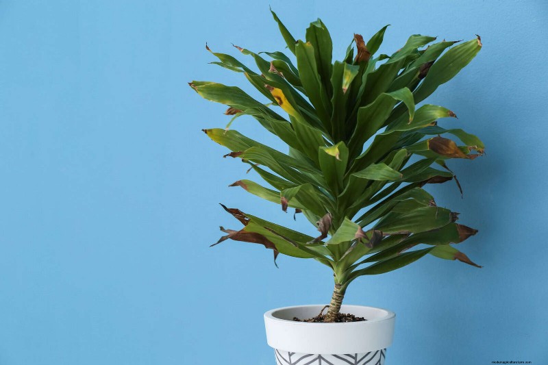 Bladkleuren decoderen:stresssignalen van planten begrijpen 