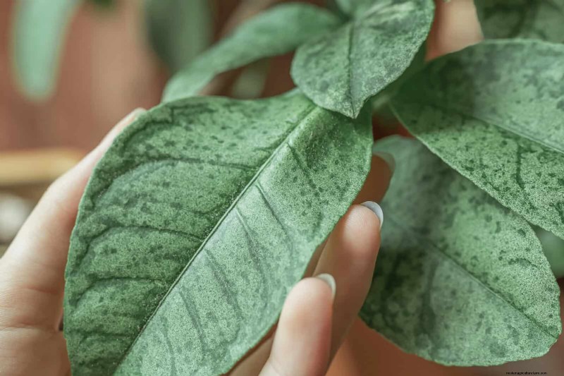 Bladkleuren decoderen:stresssignalen van planten begrijpen 