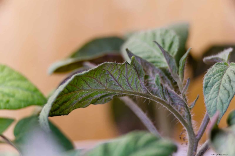 Bladkleuren decoderen:stresssignalen van planten begrijpen 