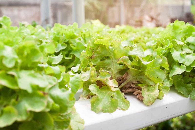 Bladkleuren decoderen:stresssignalen van planten begrijpen 