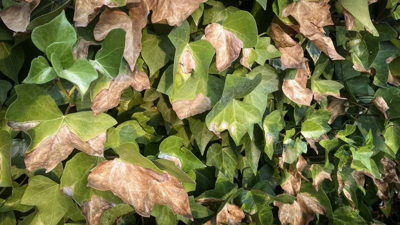 Bladkleuren decoderen:stresssignalen van planten begrijpen 