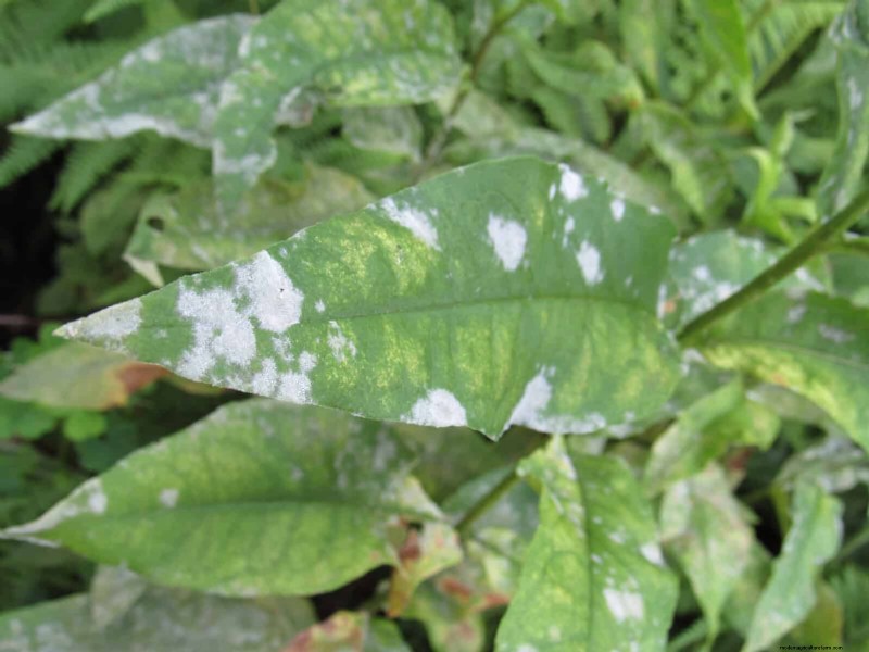 Bladkleuren decoderen:stresssignalen van planten begrijpen 
