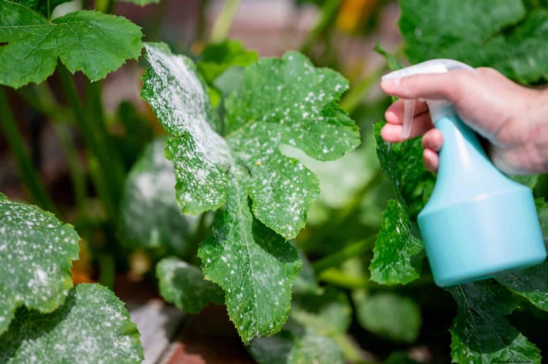 Bladkleuren decoderen:stresssignalen van planten begrijpen 