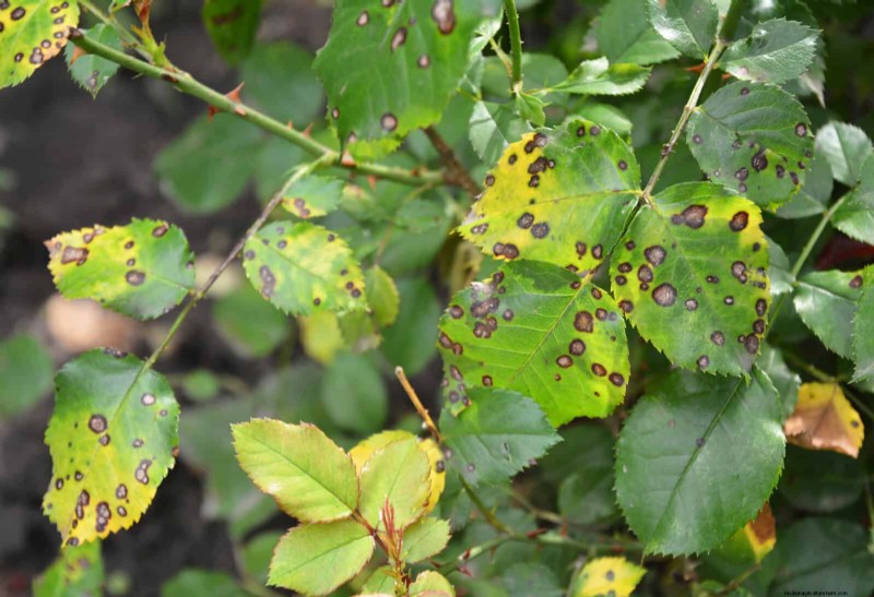 Bladkleuren decoderen:stresssignalen van planten begrijpen 