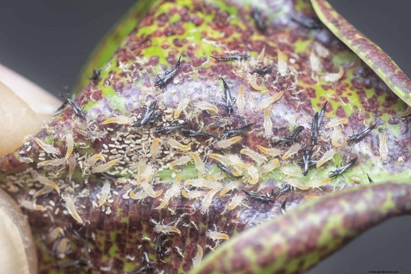 Bladkleuren decoderen:stresssignalen van planten begrijpen 