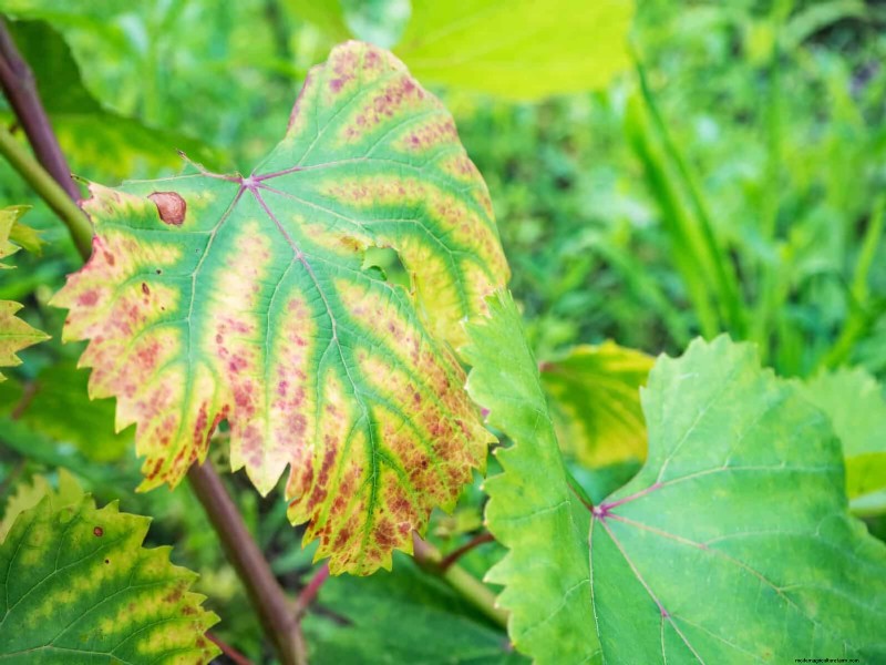 Bladkleuren decoderen:stresssignalen van planten begrijpen 