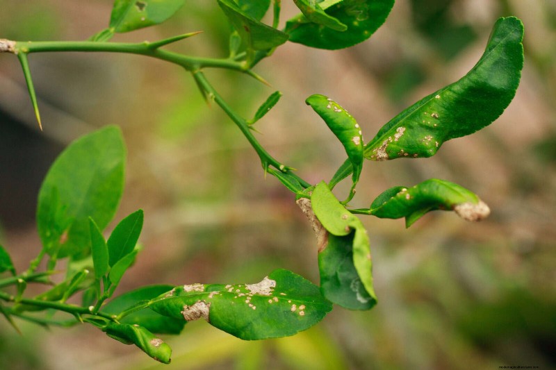 Bladkleuren decoderen:stresssignalen van planten begrijpen 