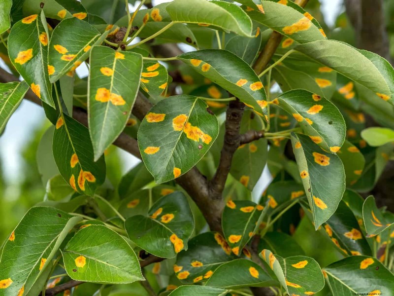 Bladkleuren decoderen:stresssignalen van planten begrijpen 