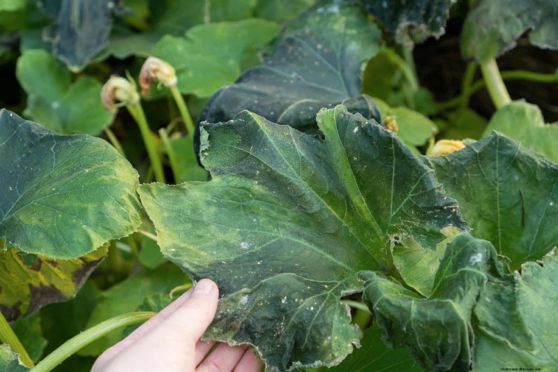 Bladkleuren decoderen:stresssignalen van planten begrijpen 