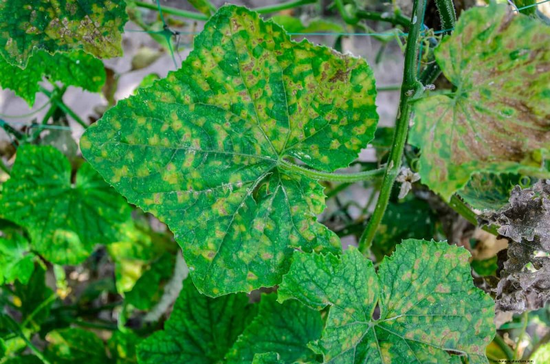 Bladkleuren decoderen:stresssignalen van planten begrijpen 