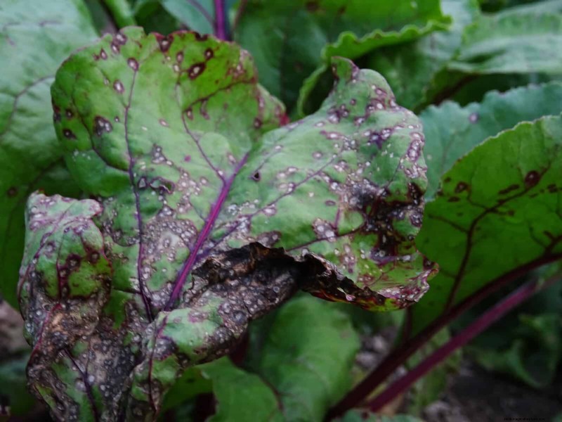Bladkleuren decoderen:stresssignalen van planten begrijpen 