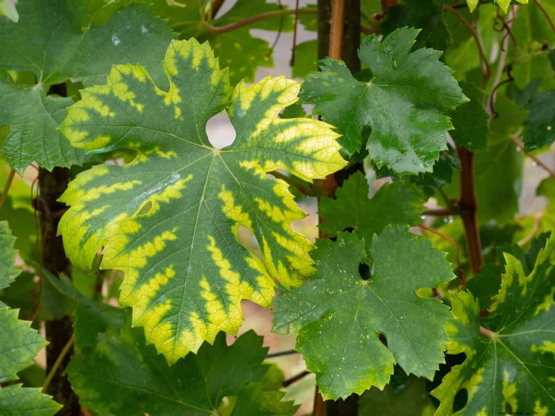 Bladkleuren decoderen:stresssignalen van planten begrijpen 
