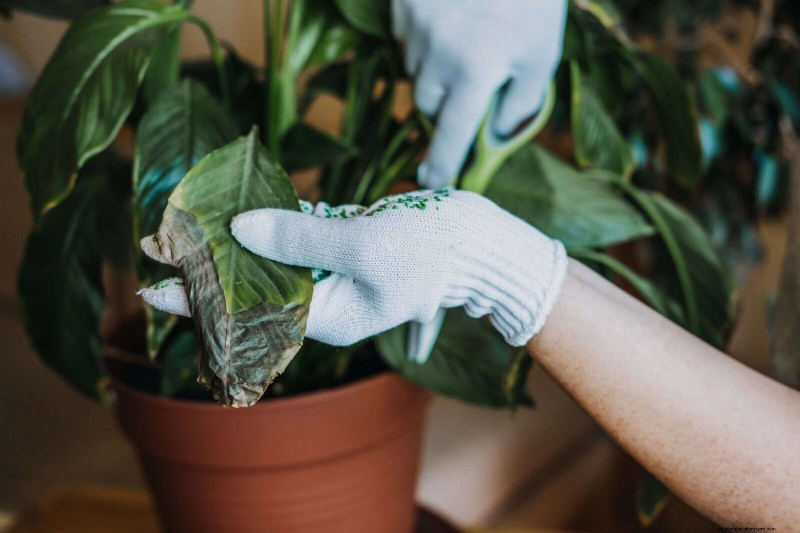 Bladkleuren decoderen:stresssignalen van planten begrijpen 
