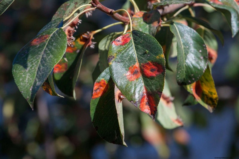 Bladkleuren decoderen:stresssignalen van planten begrijpen 