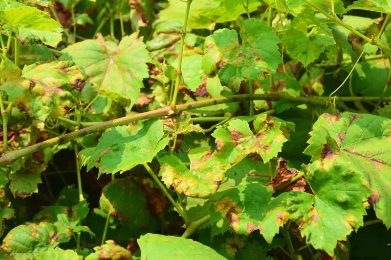 Bladkleuren decoderen:stresssignalen van planten begrijpen 