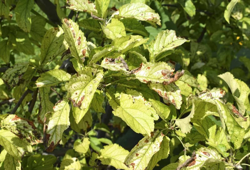 Bladkleuren decoderen:stresssignalen van planten begrijpen 