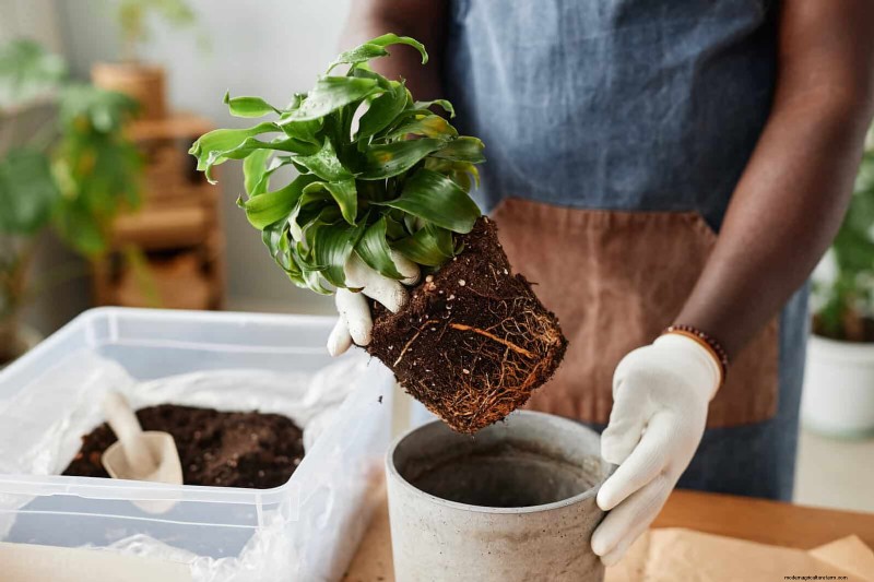 Bladkleuren decoderen:stresssignalen van planten begrijpen 