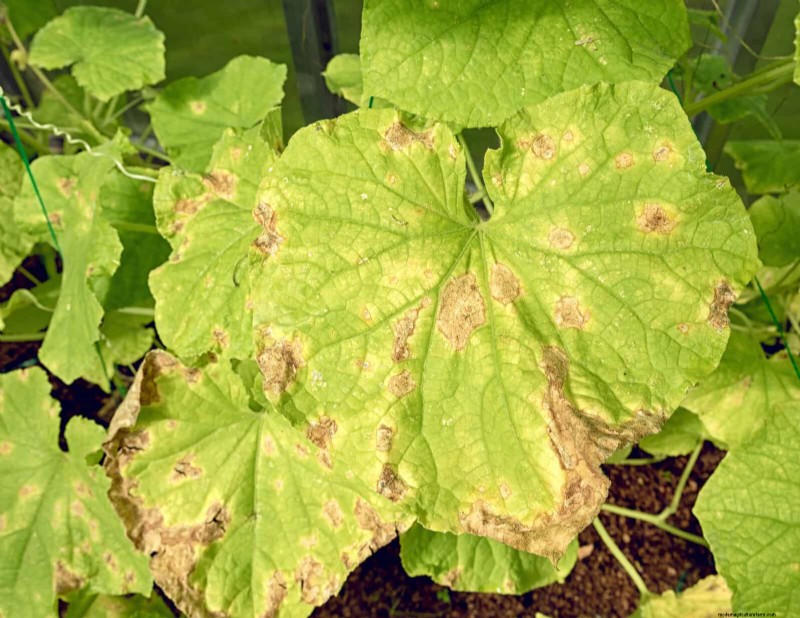 Bladkleuren decoderen:stresssignalen van planten begrijpen 
