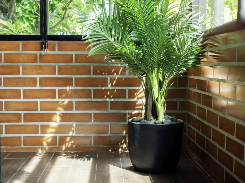 Schaduwrijke hoeken transformeren:een complete gids voor het stylen en verzorgen van planten 