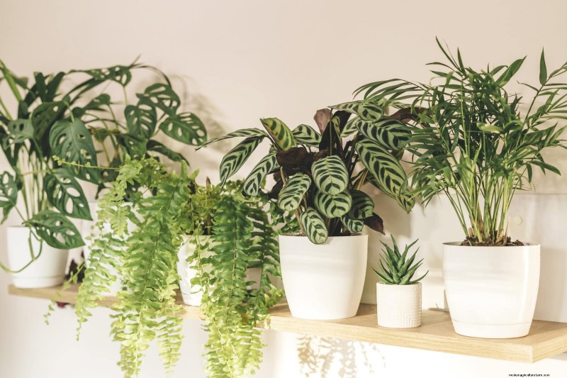 Schaduwrijke hoeken transformeren:een complete gids voor het stylen en verzorgen van planten 