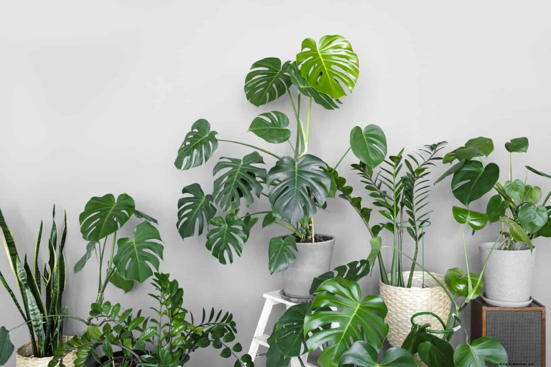 Schaduwrijke hoeken transformeren:een complete gids voor het stylen en verzorgen van planten 