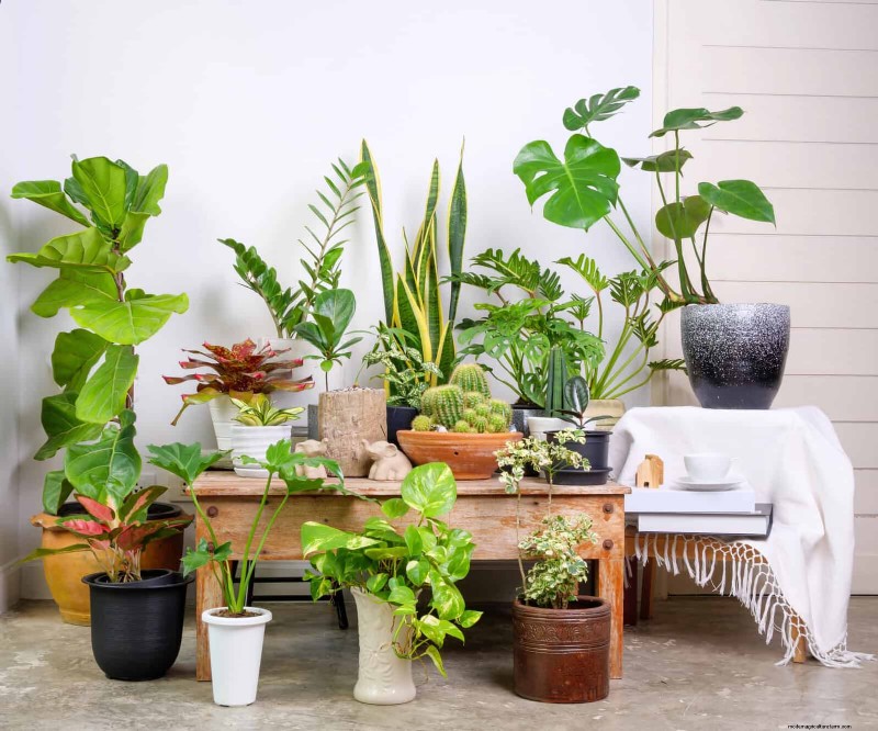 Schaduwrijke hoeken transformeren:een complete gids voor het stylen en verzorgen van planten 