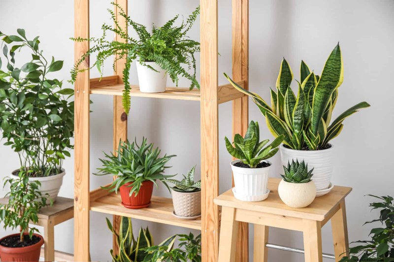 Schaduwrijke hoeken transformeren:een complete gids voor het stylen en verzorgen van planten 