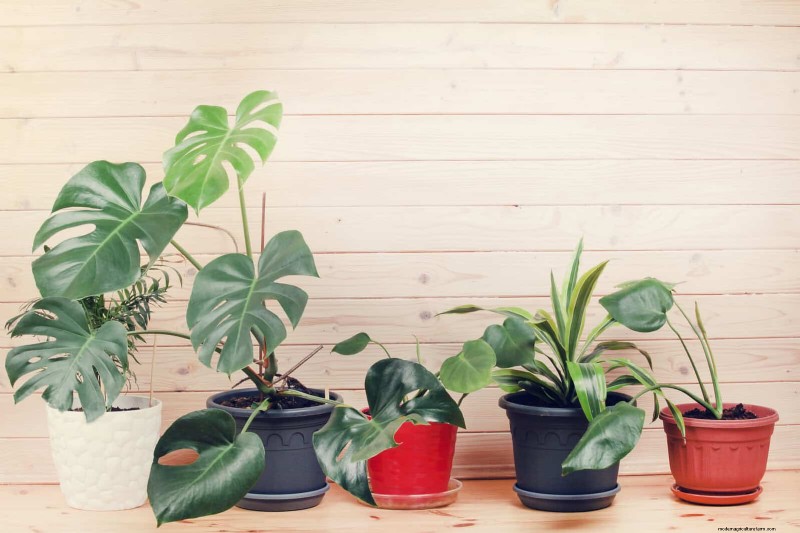 Schaduwrijke hoeken transformeren:een complete gids voor het stylen en verzorgen van planten 