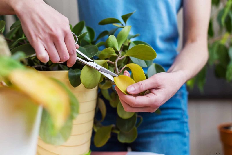 Schaduwrijke hoeken transformeren:een complete gids voor het stylen en verzorgen van planten 