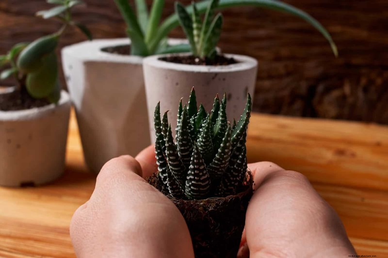 Schaduwrijke hoeken transformeren:een complete gids voor het stylen en verzorgen van planten 