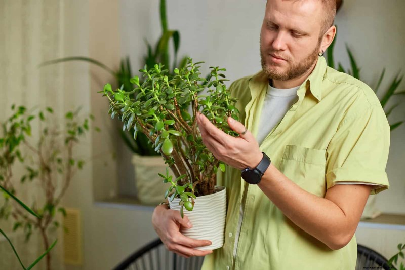 Schaduwrijke hoeken transformeren:een complete gids voor het stylen en verzorgen van planten 