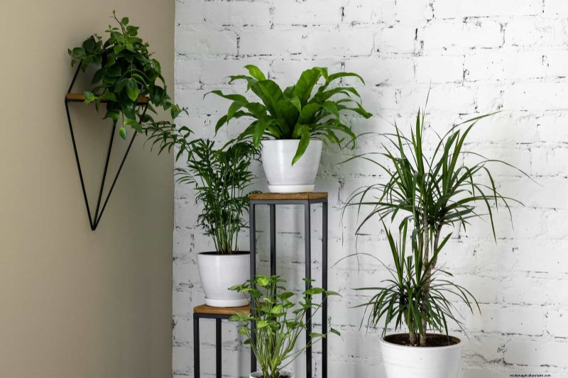 Schaduwrijke hoeken transformeren:een complete gids voor het stylen en verzorgen van planten 