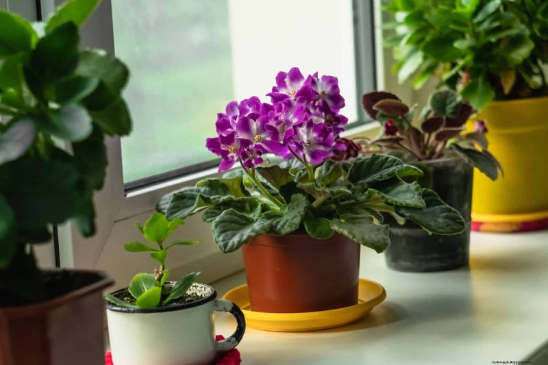 Schaduwrijke hoeken transformeren:een complete gids voor het stylen en verzorgen van planten 