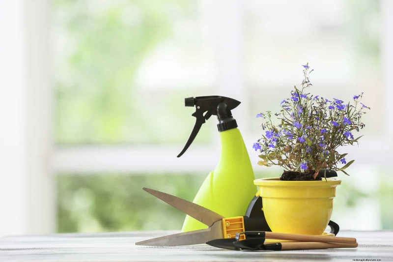 Schaduwrijke hoeken transformeren:een complete gids voor het stylen en verzorgen van planten 