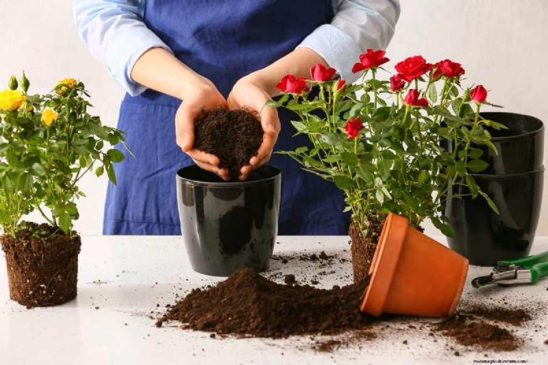 過剰な植え替えの隠れた危険:待つべき25の理由 