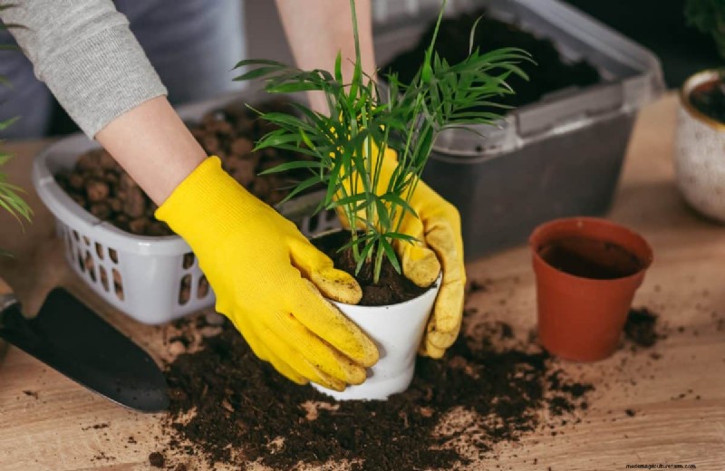 過剰な植え替えの隠れた危険:待つべき25の理由 