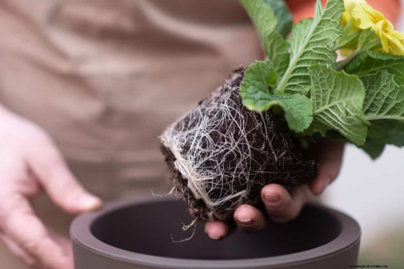 過剰な植え替えの隠れた危険:待つべき25の理由 