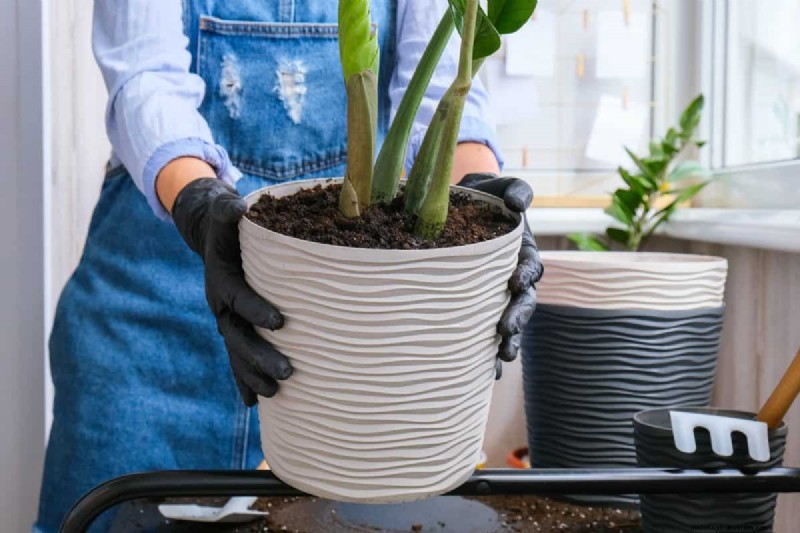 過剰な植え替えの隠れた危険:待つべき25の理由 