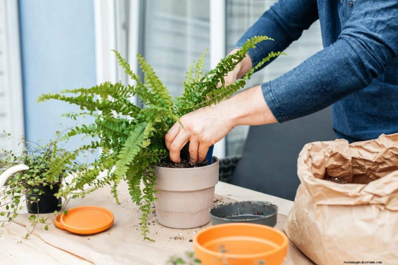 過剰な植え替えの隠れた危険:待つべき25の理由 