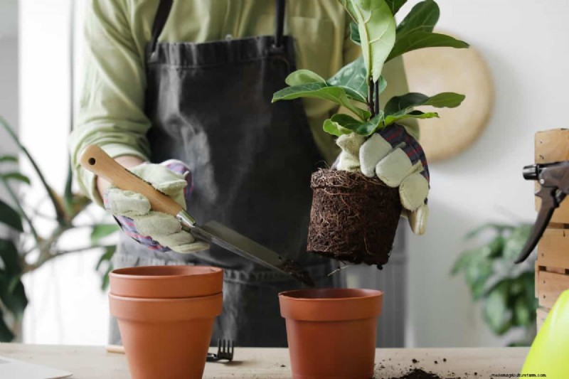 過剰な植え替えの隠れた危険:待つべき25の理由 