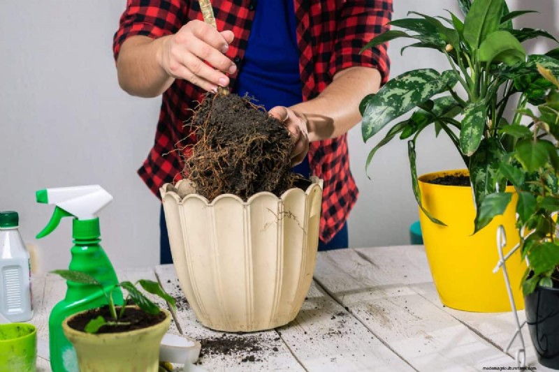 過剰な植え替えの隠れた危険:待つべき25の理由 