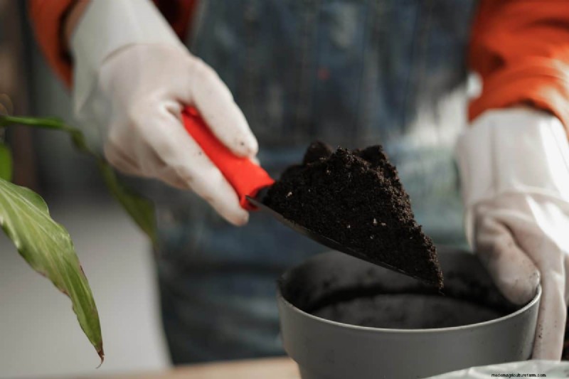 過剰な植え替えの隠れた危険:待つべき25の理由 