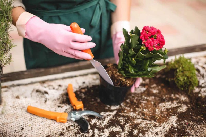 過剰な植え替えの隠れた危険:待つべき25の理由 