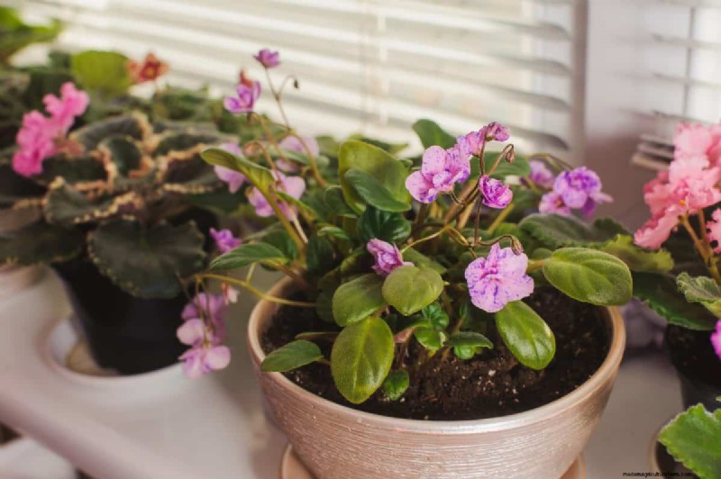 過剰な植え替えの隠れた危険:待つべき25の理由 